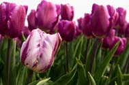 Tulpen Selectie 6